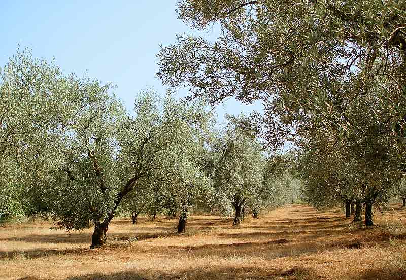 oliviers du Domaine de gardanne